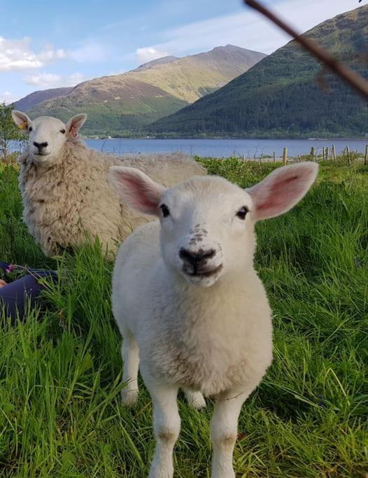 Roe Deer Cottage Near Glencoe Форт Уилям Екстериор снимка